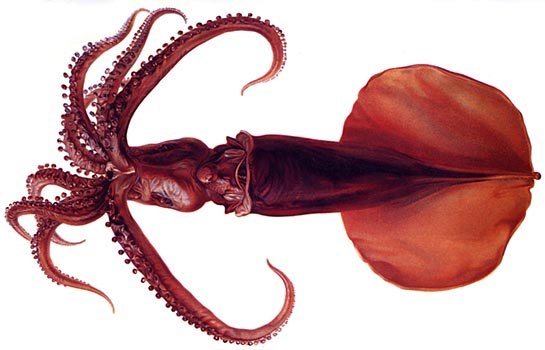 ملف:Mastigoteuthis magna.jpg