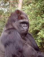 ملف:Koko the gorilla.jpg