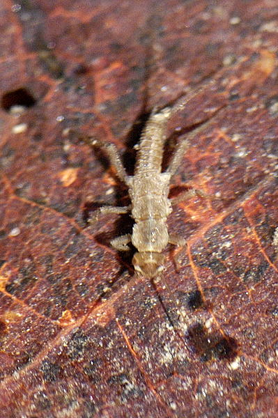 ملف:Leuctra.fusca.nymph.jpg