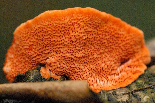 ملف:Pycnoporus.cinnabarinus2.-.lindsey.jpg