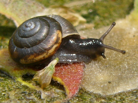 ملف:Trochulus hispidus live.jpg