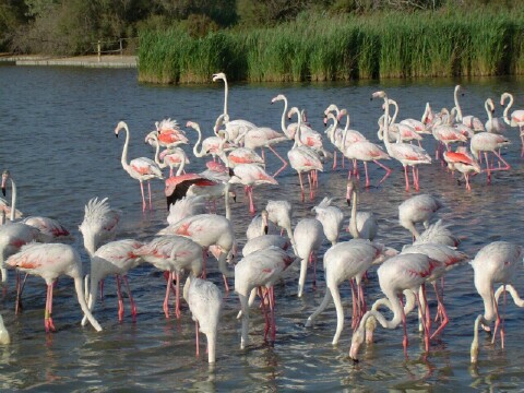 ملف:Camargueflamingos.jpg