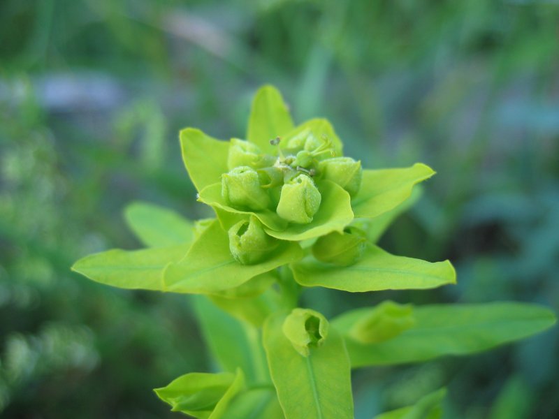 ملف:Euphorbia virgata.jpeg