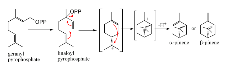 ملف:PineneBiosynthesis.png