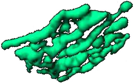 ملف:GolgiScyl1c.jpg