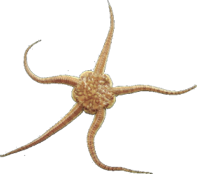 ملف:Ophiura.png