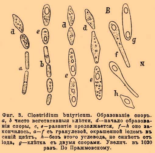 ملف:Brockhaus and Efron Encyclopedic Dictionary b80 819-2.jpg