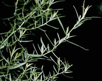 ملف:Estragon 1511.jpg