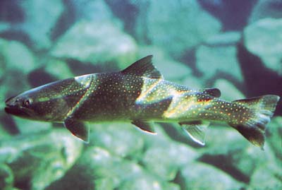 ملف:Salvelinus confluentus.jpg