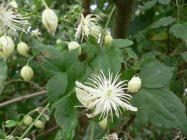 ملف:Clematis parviloba var. bartlettii (2517071861).jpg