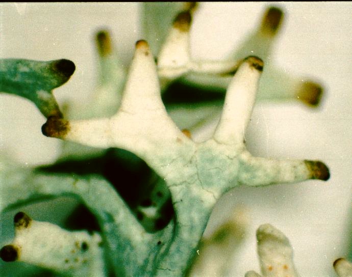 ملف:Pseudevernia cladonia-5.jpg