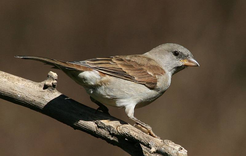 ملف:Southern Grey-headed Sparrow (Passer diffusus).jpg