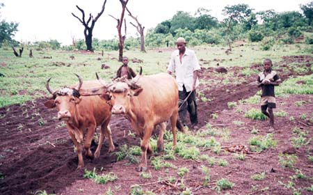 ملف:Traditional farming Guinea.jpg
