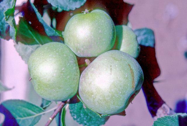 ملف:Decio on tree, National Fruit Collection (acc. 1983-032).jpg