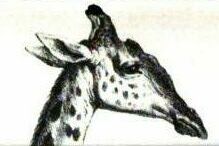 ملف:Girafe de Charles X planche 22 figure 1 detail de la tete.jpg