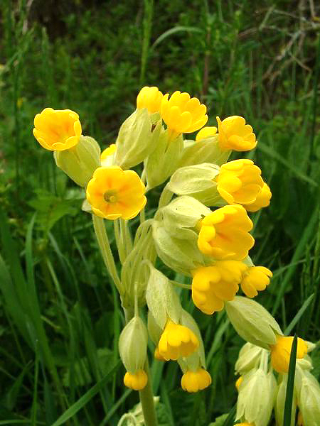 ملف:Primula veris. jfg edit.jpg