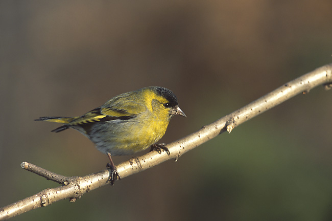 ملف:Carduelis spinus 2 tom (Marek Szczepanek).jpg