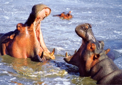 ملف:Hippos in lake 2003.jpg