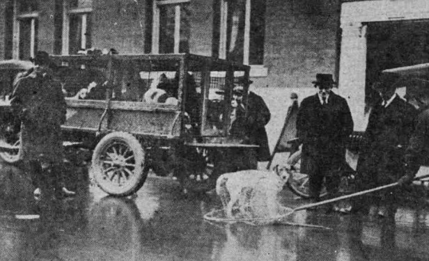 ملف:1920 Portland, Oregon dog catcher.jpeg