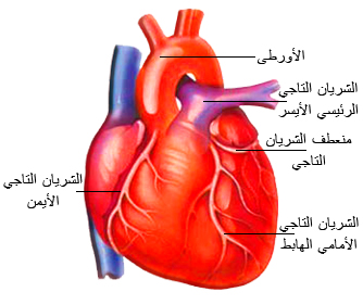 ملف:Heart.jpg
