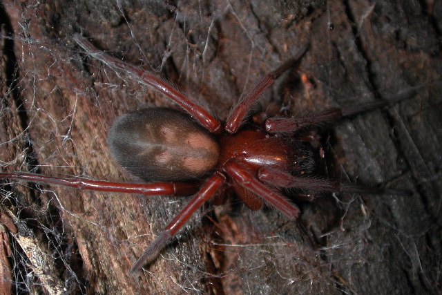 ملف:Callobius sp. on redwood (Marshal Hedin).jpg
