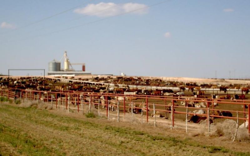 ملف:Feedlot-1.jpg