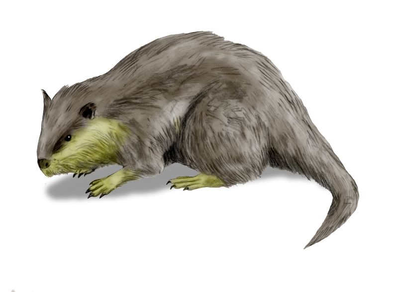 ملف:Palaeocastor BW.jpg