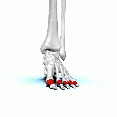 ملف:Proximal phalanges of left foot - animation01.gif