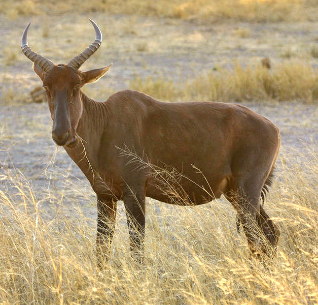 ملف:Damaliscus lunatus.jpg