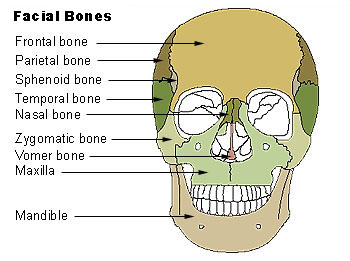 ملف:Illu facial bones.jpg
