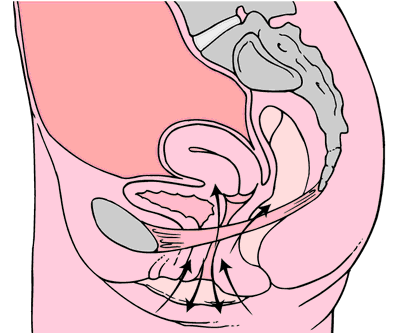 ملف:Kegel exercises diagram.png
