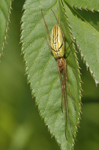 ملف:Tetragnatha.extensa.female.jpg