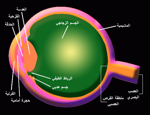 ملف:Eye structure.jpg