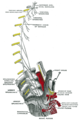Plan of right sympathetic cord and splanchnic nerves.