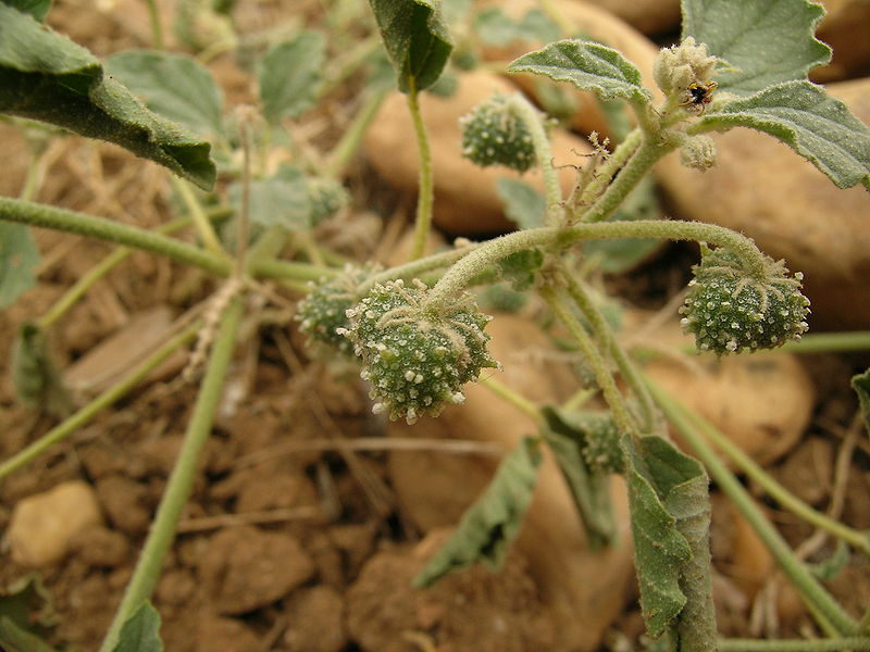 ملف:ChrozophoraTinctoria.jpg