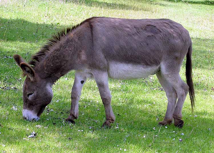 ملف:Donkey 1 arp 750px.jpg