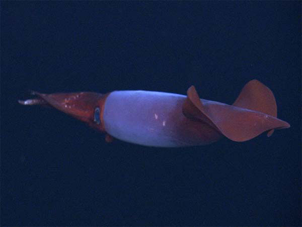 ملف:Gonatus fabricii 600.jpg
