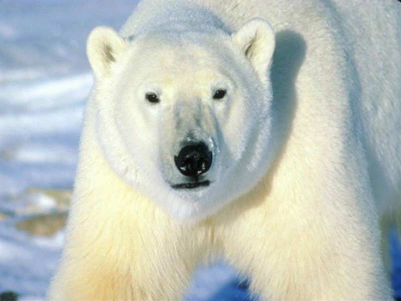 ملف:Polar Bear.jpg