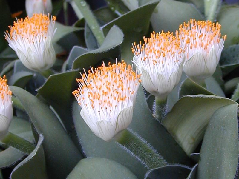 ملف:Haemanthus albiflos1C2000.jpg