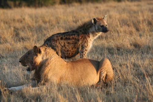 ملف:Panthera leo & Crocuta crocuta.jpg