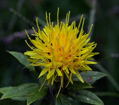 ملف:Safflower.jpg