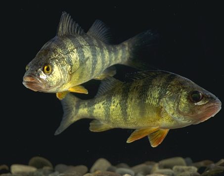 ملف:YellowPerch.jpg