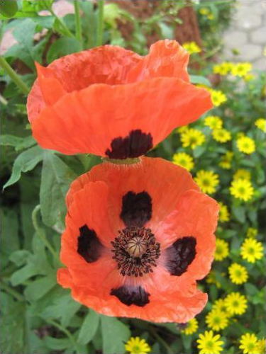 ملف:Papaver commutatum02.jpg