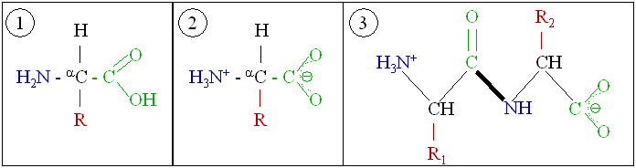 ملف:Amino acids 1.png