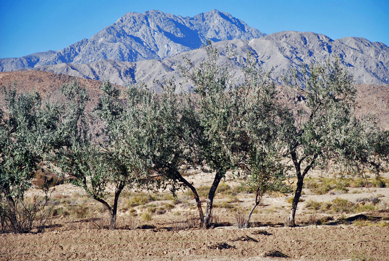 ملف:Chiltan Mountain.jpg
