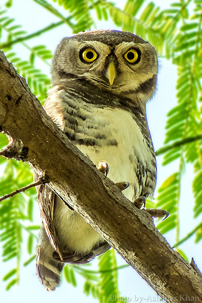 ملف:Forest Owlet Athene blewitti by Ashahar alias Krishna Khan.jpeg