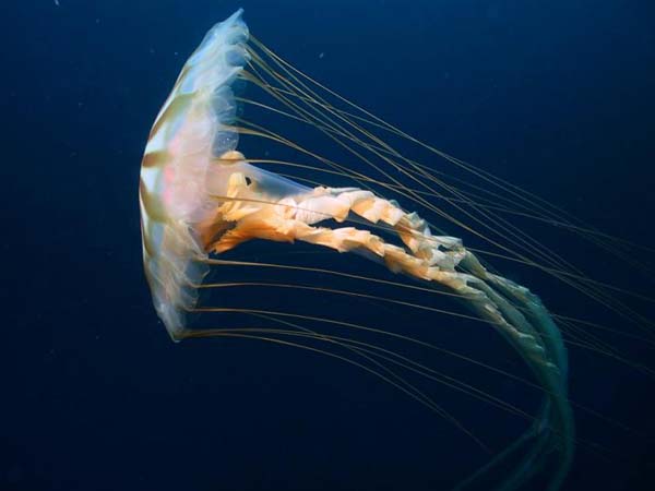 ملف:Chrysaora jelly.jpg
