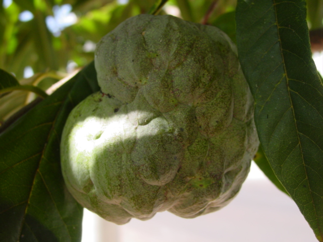 ملف:Annona squamosa.jpg