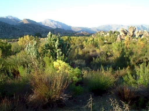 ملف:Fynbos.jpg