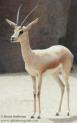 Gazella dorcas.jpg